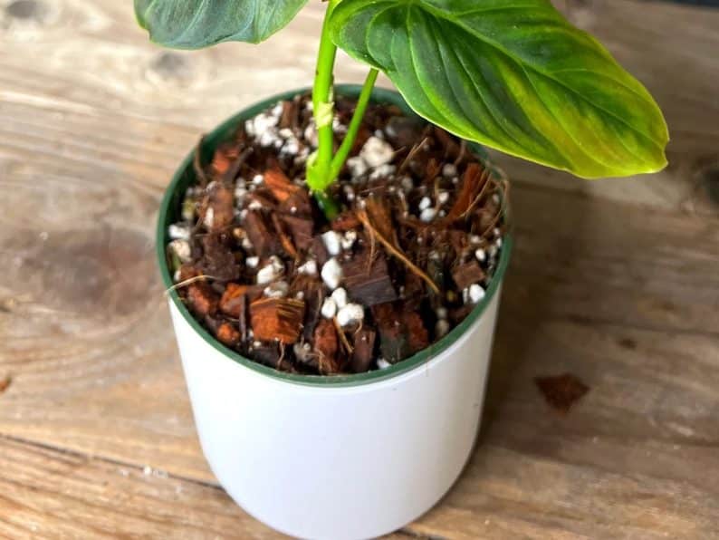 Philodendron Soil Pot