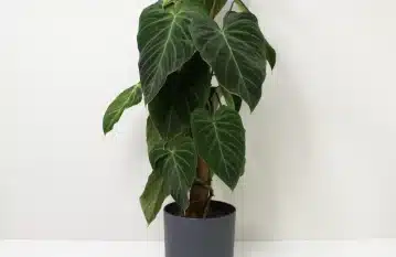 Philodendron Splendid Plant Care