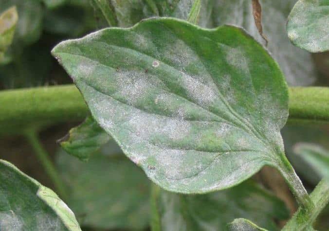 Powdery Mildew Leaf