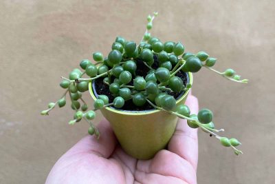 Propagate String of Pearls