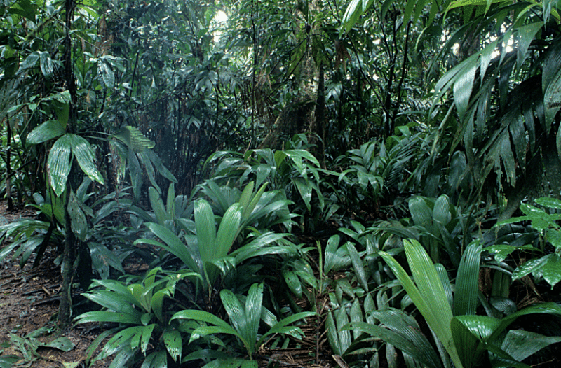 Rain Forest Understory