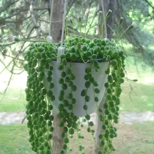String of Pearls in Window