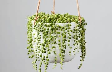 String of Pearls Plant Care