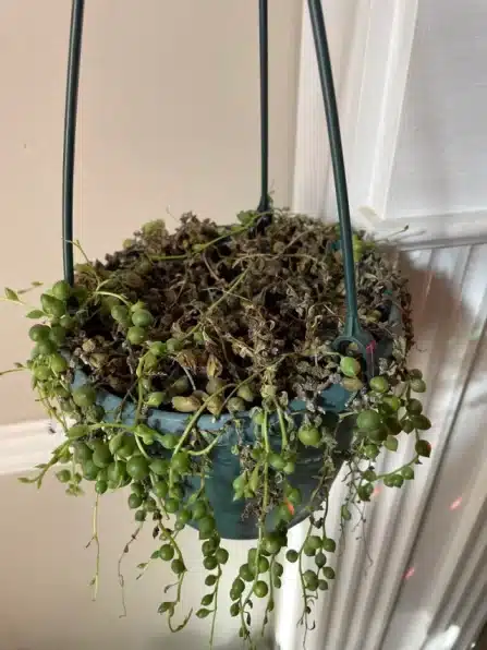 String of Pearls Wilting