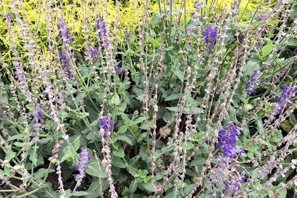 A close-up of a salvia plant with a few dead blooms