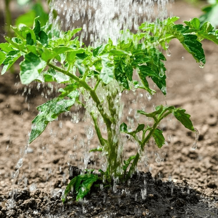 A tomato plant being watered.