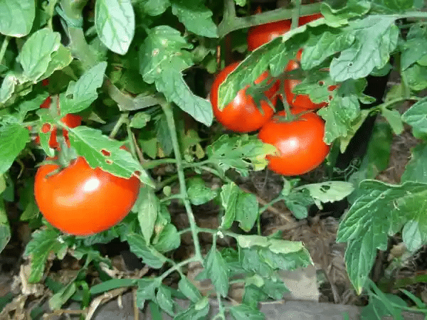Tomato Plant Leaves