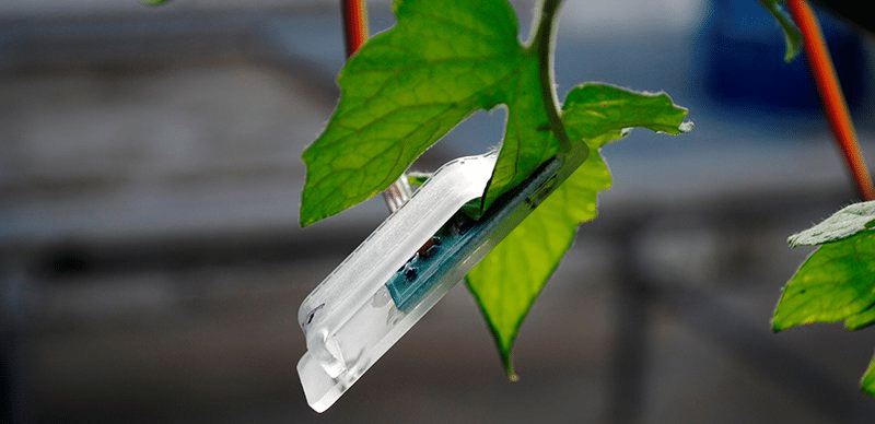 Plant sensor on a leaf