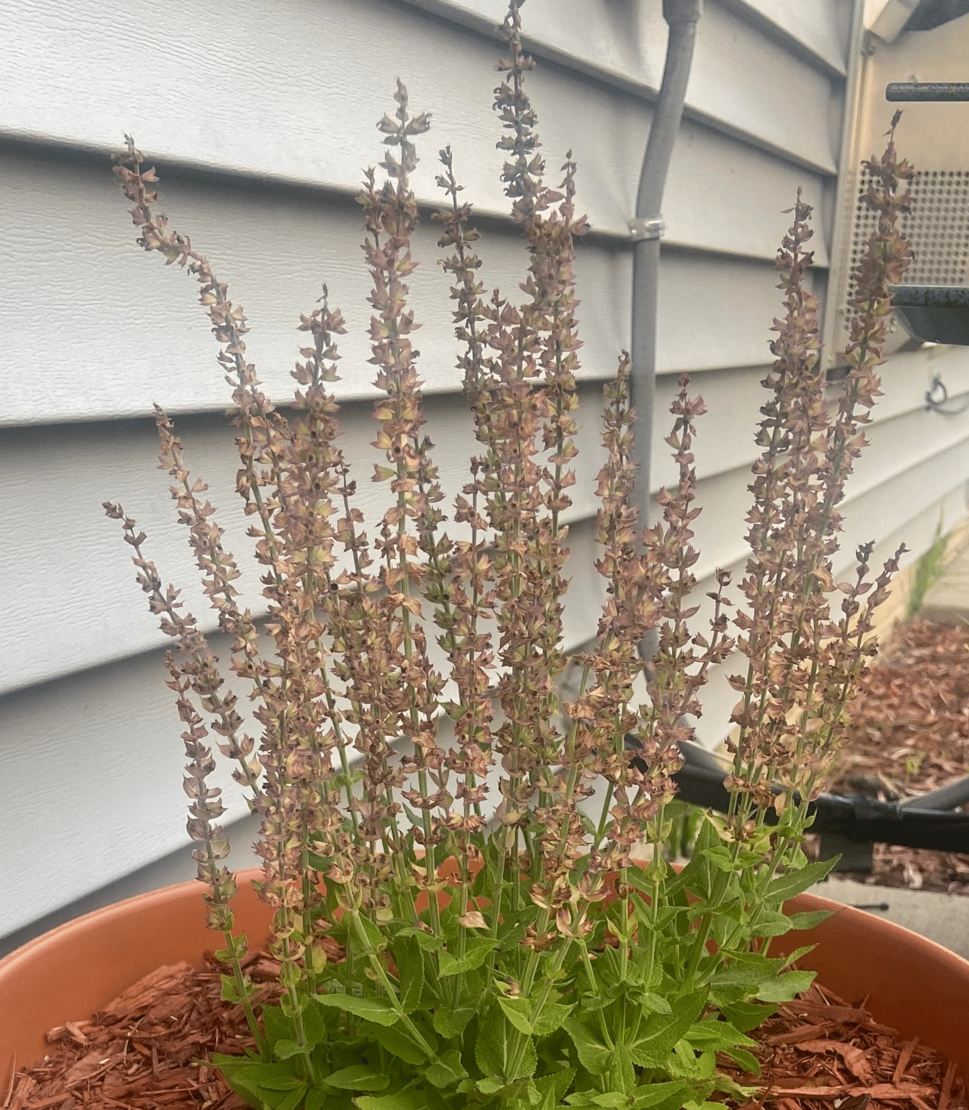 Salvia flowers turning brown