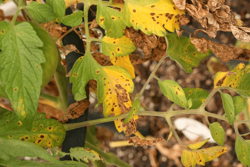 Tomato plant with yellow leaves