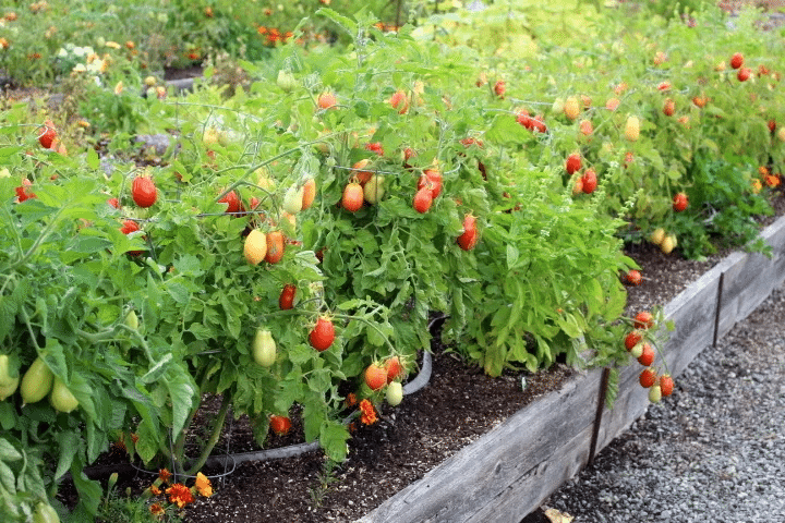 Thriving tomato garden