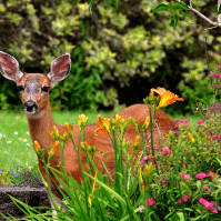 Beautiful Deer-Resistant Annuals for Your Garden in 2023