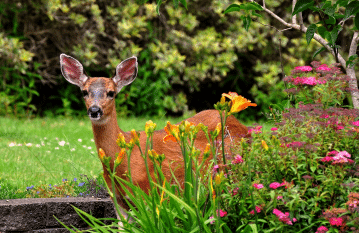 Deer Resistant Annuals