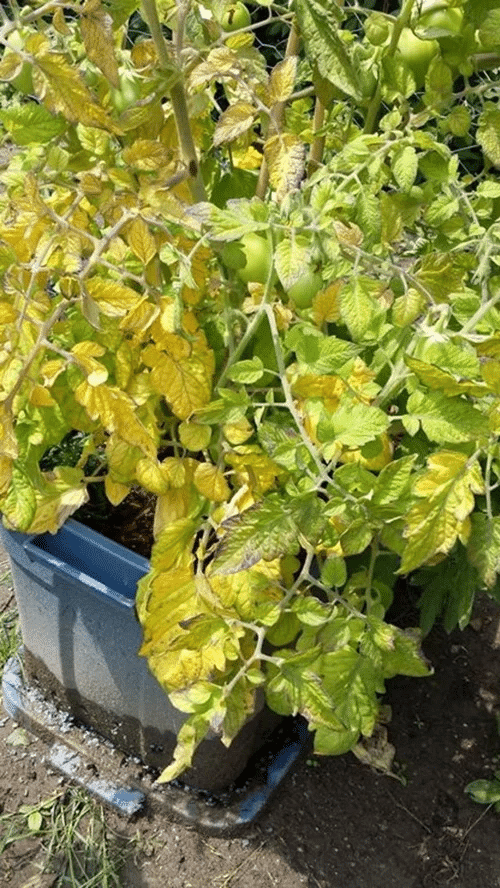 A tomato plant with yellow leaves.
