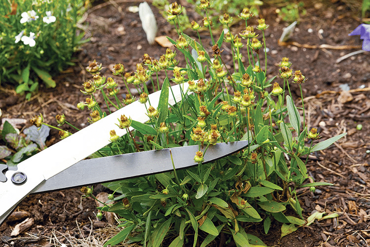 Deadheading plants with a pair of scissors