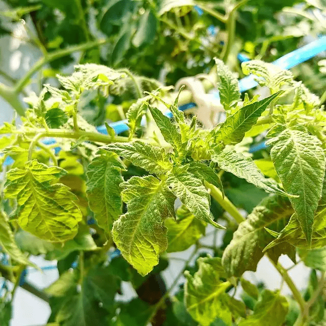 Yellow leaves on tomato plant