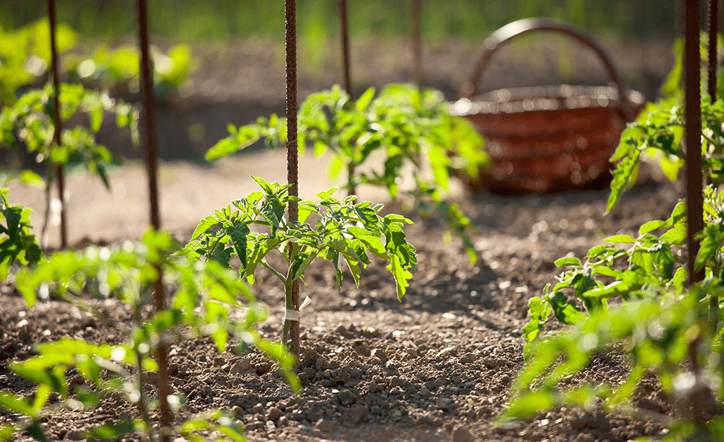 Tomato plants in morning sun