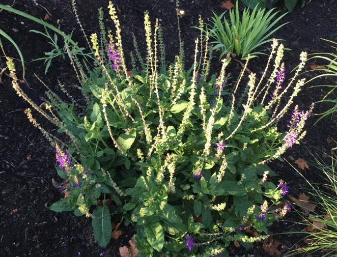 Dead flowers on a salvia plant