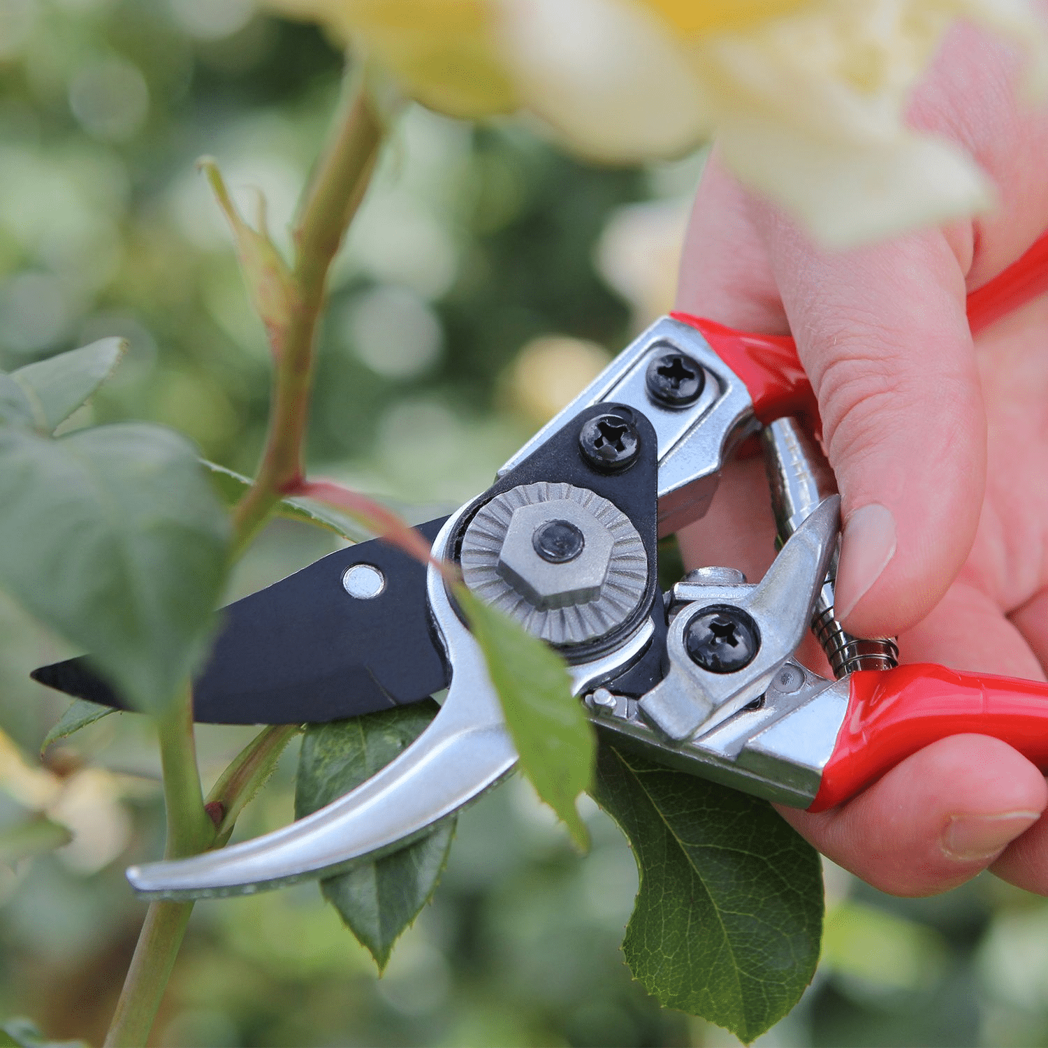 Pruning shears cutting a plant
