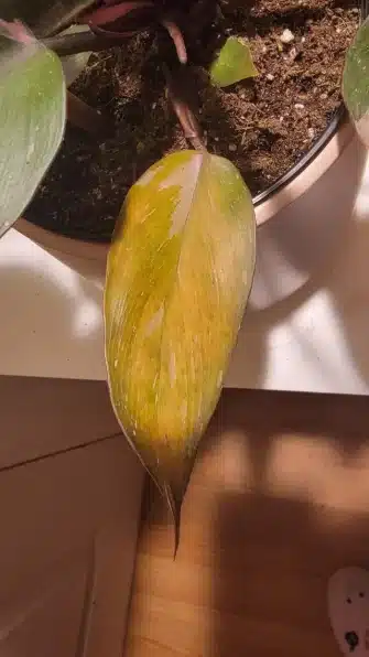 Philodendron Pink Princess Leaves Turning Yellow
