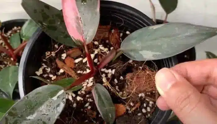 Philodendron Pink Princess Soil