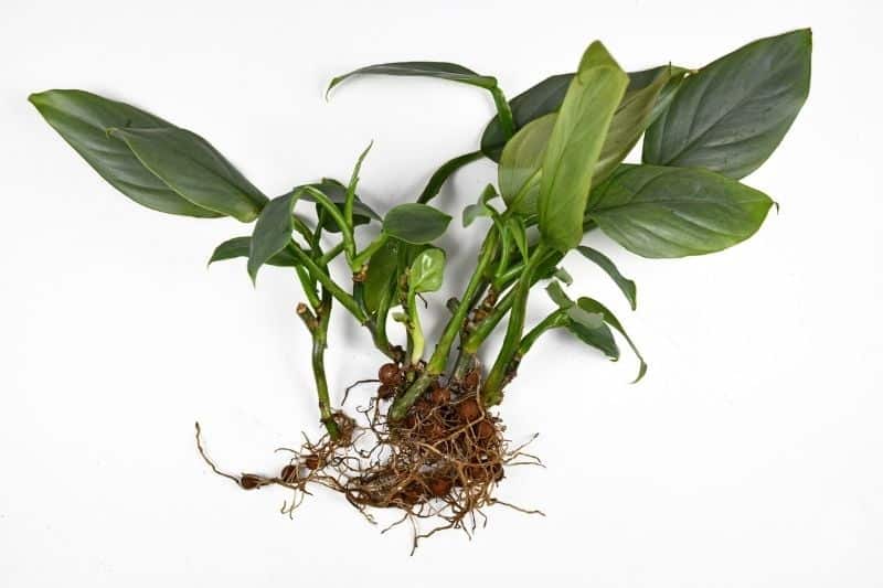 Philodendron Roots