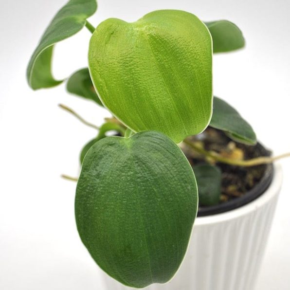 Philodendron Rugosum Plant