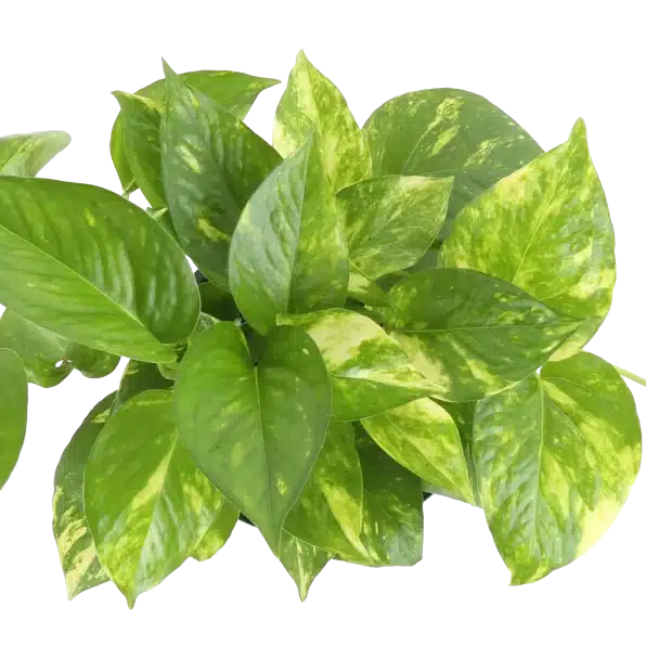 Pothos Leaf