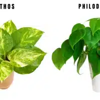 Philodendron vs Pothos: Your Expert Guide to Telling the Difference