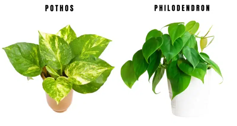 Pothos vs Philodendron Plants