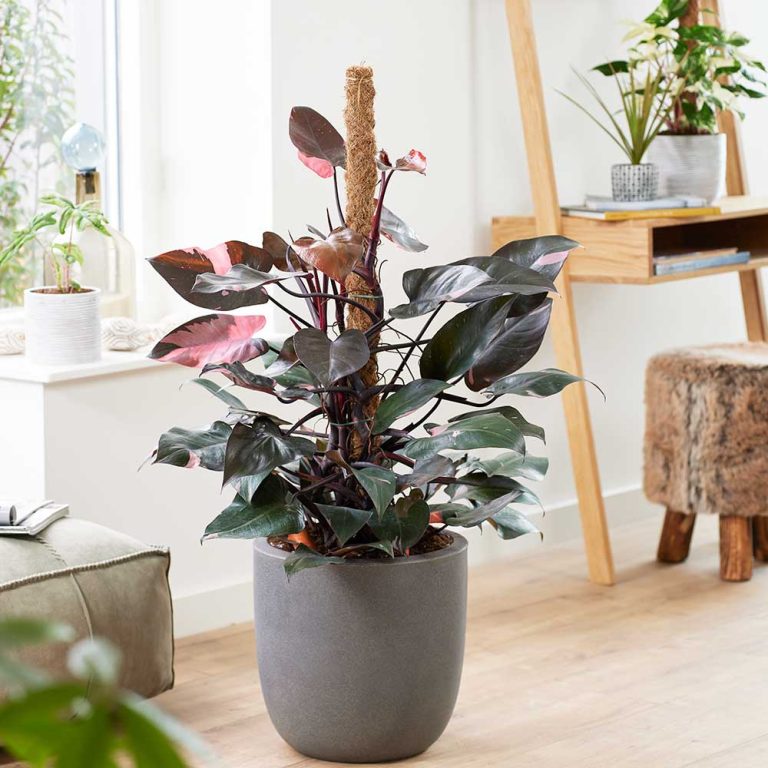 The Ultimate Guide to Philodendron Pink Princess Plant Care