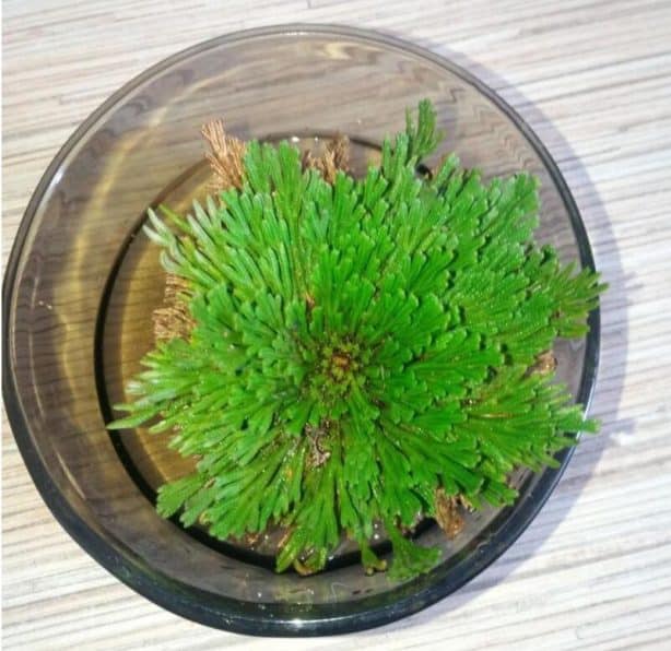 Rose of Jericho in Water