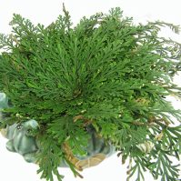 Rose of Jericho Plant Care