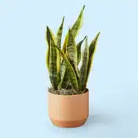 Why is My Snake Plant Turning Yellow: How to Fix Your Snake Plant