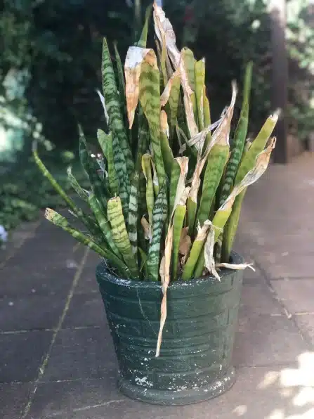 Too Much Sun Snake Plant