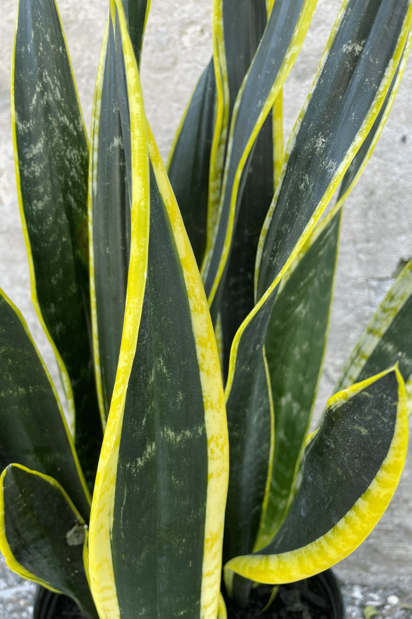 Black God sansevieria plant with green leaves and yellow edges