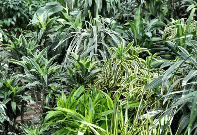 A picture showcasing different dracaena varieties in an outdoor setting.