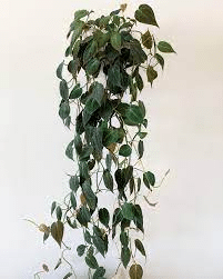 Philodendron Micans in a hanging basket