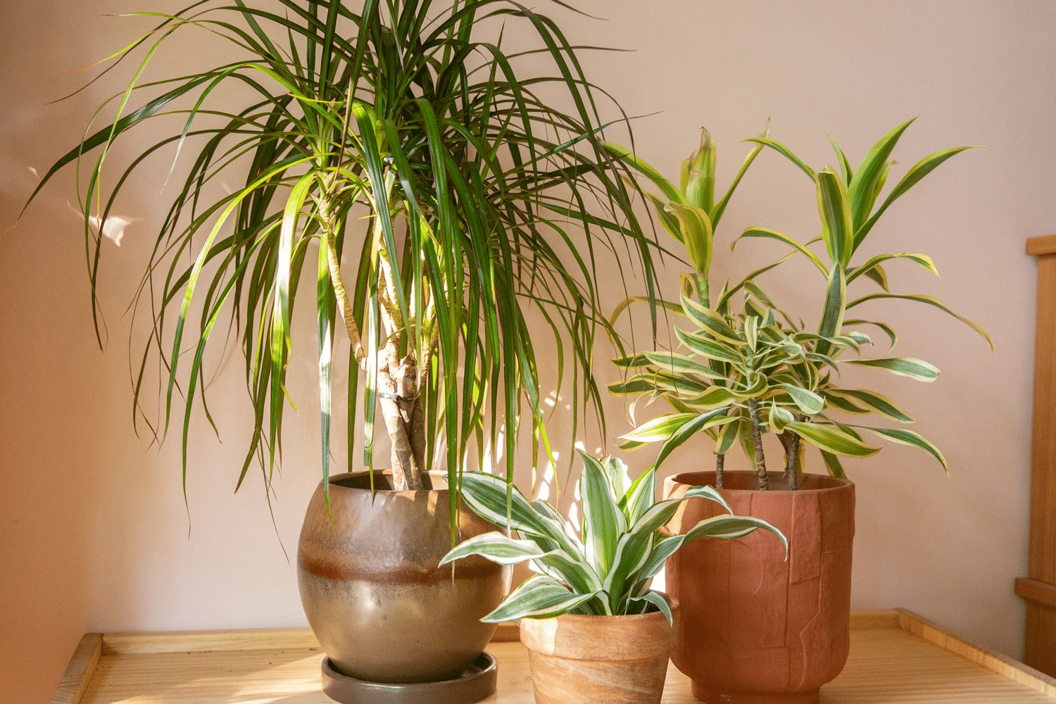 A picture of a variety of dracaena plants with dark green leaves