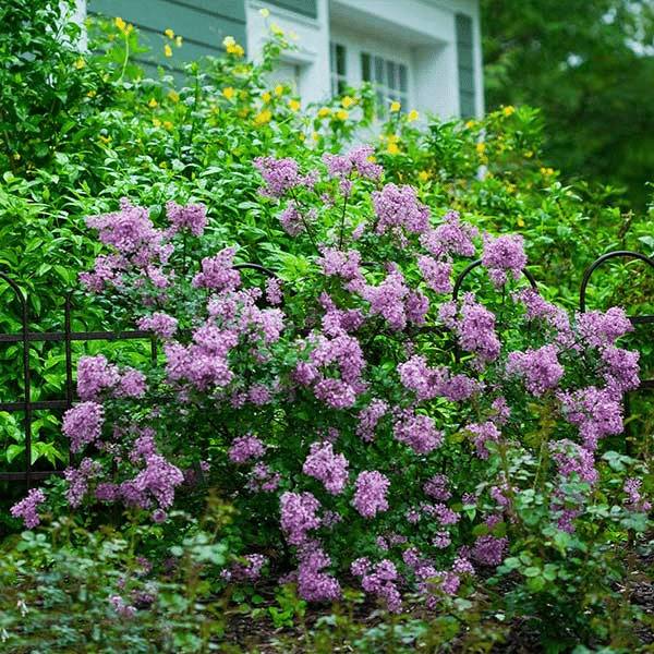 Lilac bush can be a blueberry companion plant