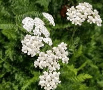 White flowers on yarrow plant