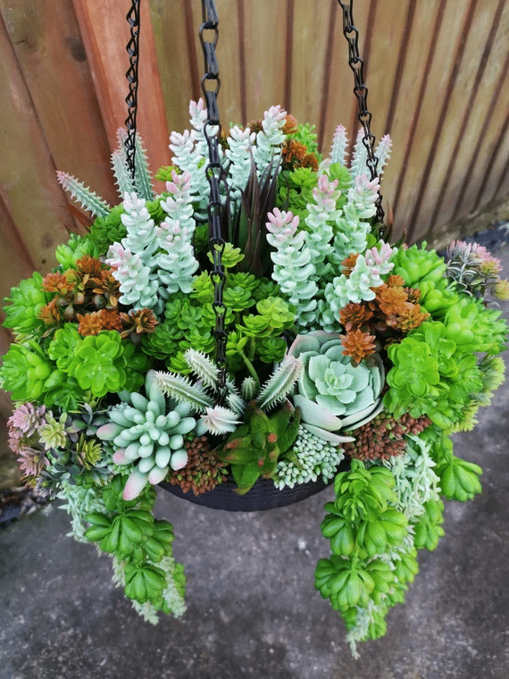 A creative display of tall succulents in a hanging basket