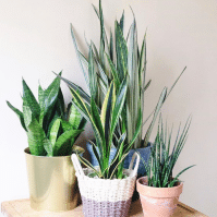Discover the Beauty of Sansevieria Varieties - A Comprehensive Guide