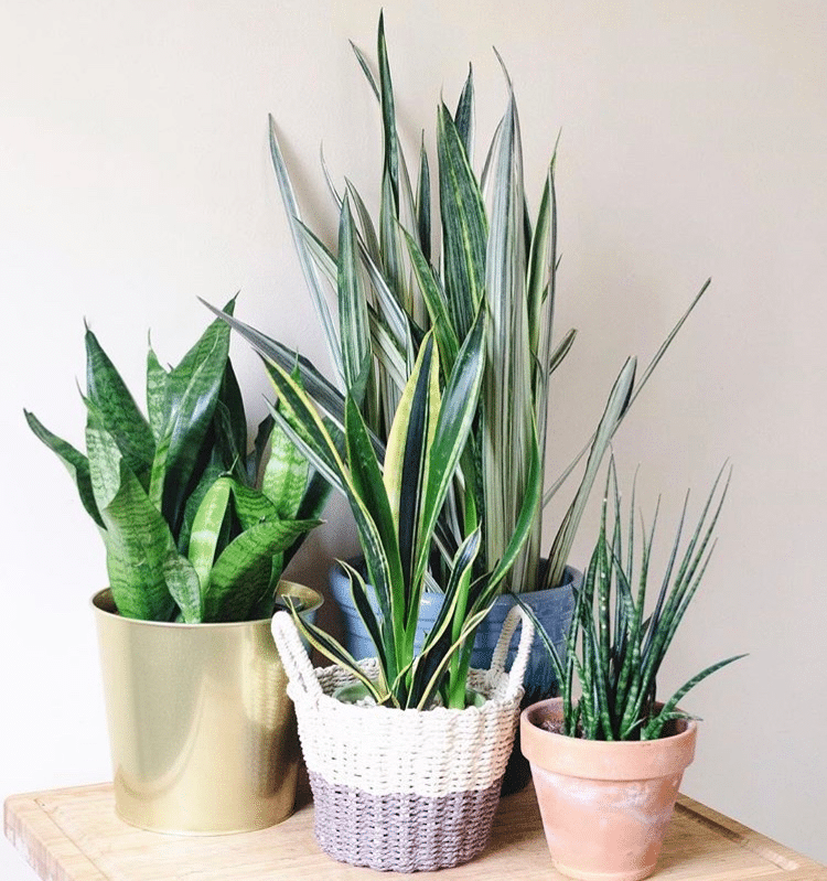 A close-up of a variety of  Sansevieria trifasciata plants