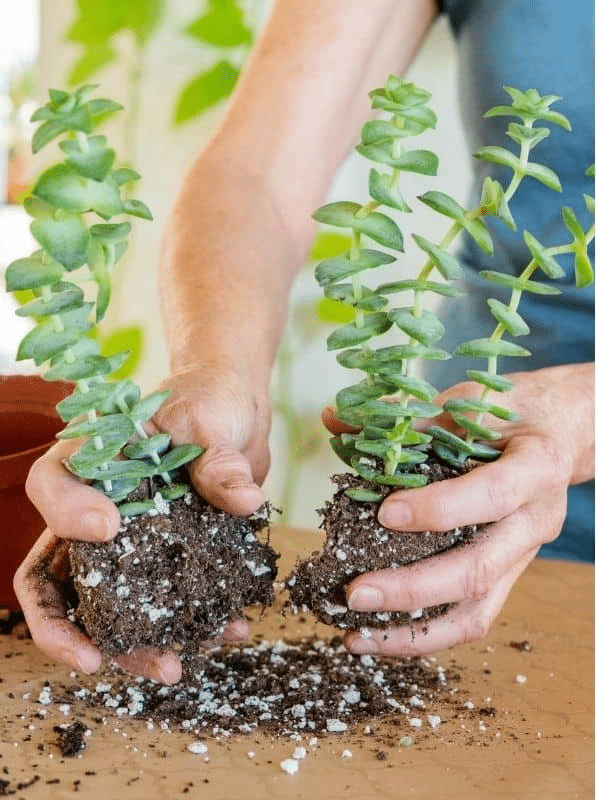 Propagating tall succulents by dividing