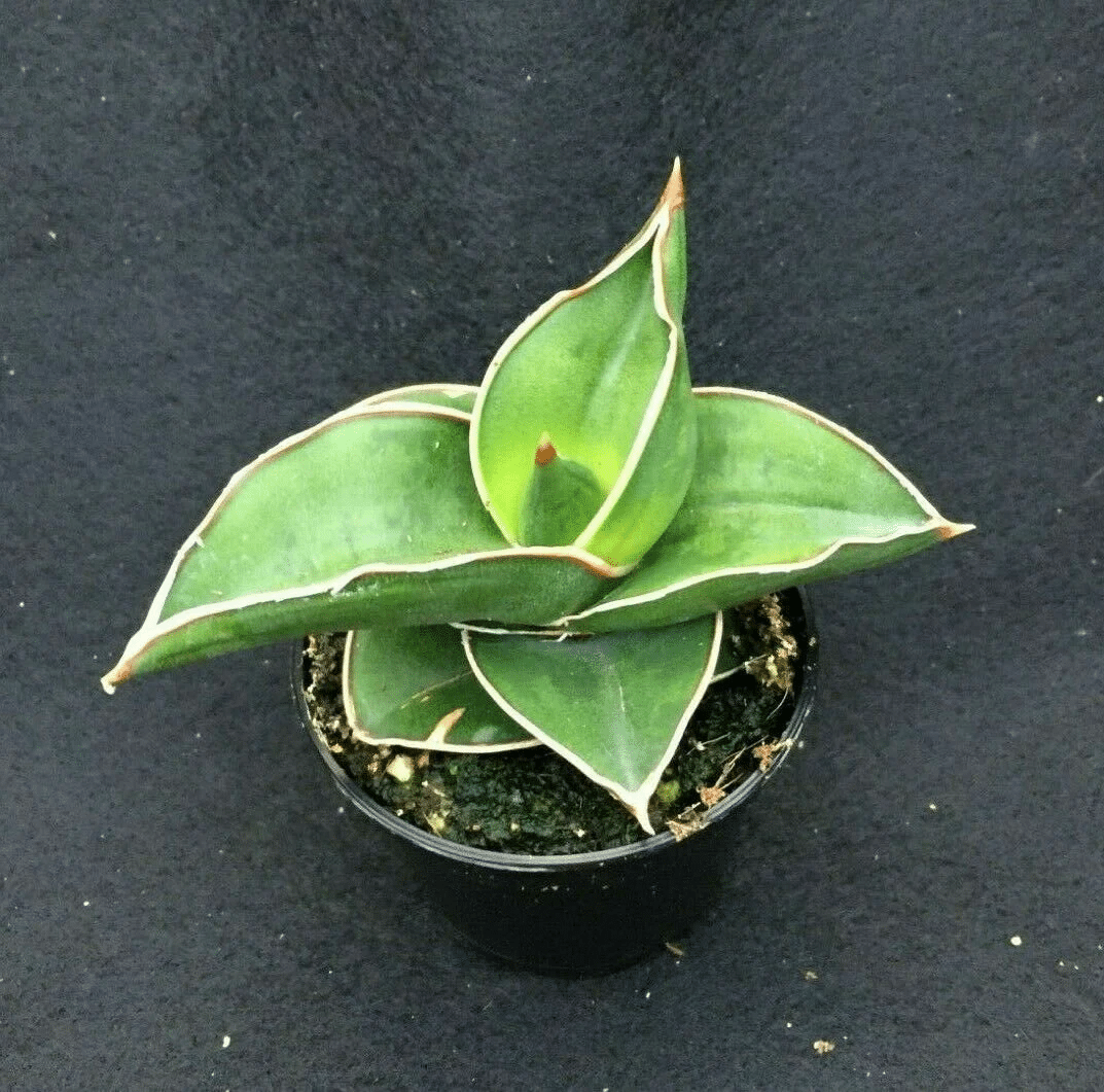 Sansevieria Ehrenbergii plant