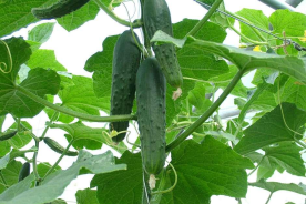 Cucumber plant with growing cucumbers