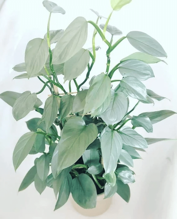 A silver sword philodendron with bright indirect light and silver leaf philodendron in philodendron melanochrysum and philodendron hastatum