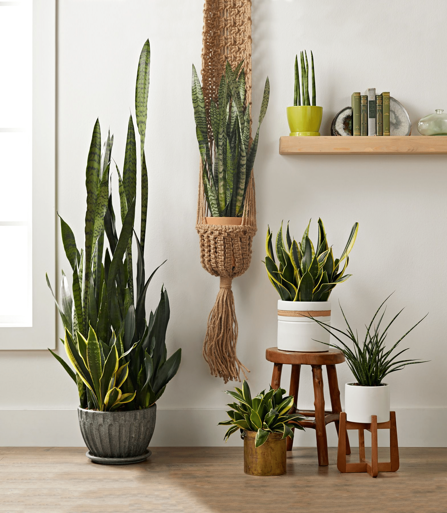 A Sansevieria plant used as a decorative element in a room
