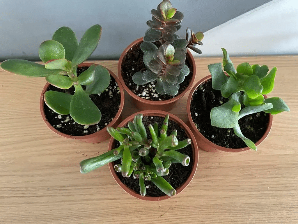 A picture of crasuula ovate jade plant varieties